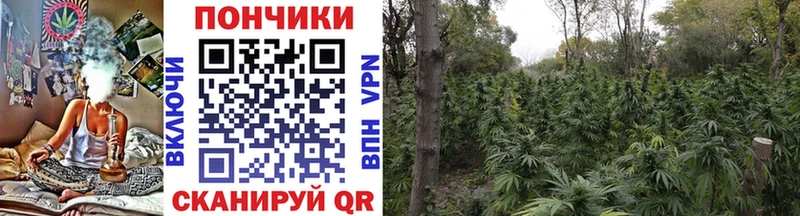 даркнет как зайти  купить   МЕГА сайт  Осташков  Марихуана White Widow 